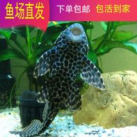 观赏鱼热带鱼清道夫鱼活体清洁工鱼吃垃圾鱼琵琶鱼除藻青苔鱼包活