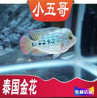 进口热带观赏鱼鸿运泰国金花家养鱼罗汉鱼小鱼苗活体德萨幻彩起头