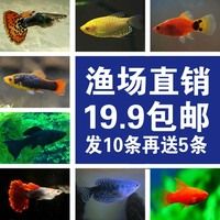 热带观赏鱼胎生鱼孔雀凤尾米奇黑玛丽曼龙清道夫孔雀鱼活体包邮