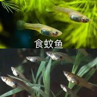 水鱼小鱼食蚊鱼麦惠鱼大肚鱼草金鱼龙虎魟鱼热带观赏饲料鱼苗活体