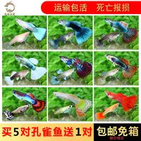 观赏鱼热带鱼孔雀鱼活体凤尾鱼鱼苗纯种小型淡水练手鱼水族宠物鱼