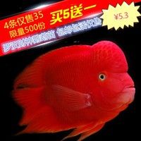 热带血鹦鹉鱼活体发财鱼风水鱼中大小型银龙淡水观赏鱼红财神包邮
