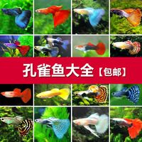 孔雀鱼孔雀鱼活体 免邮 公母一对 纯种 孕母热带鱼红蓝孔雀鱼苗小