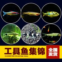 热带观赏除藻工具鱼活体鼠鱼底栖清道夫黑线飞狐一眉道人小猴精灵