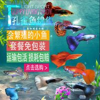 孔雀鱼活体凤尾鱼苗红绿灯淡水宠物金鱼纯种胎生小型热带观赏鱼