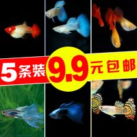 热带鱼孔雀鱼凤尾鱼彩虹鱼观赏鱼活体小型淡水鱼繁殖胎生鱼 包邮
