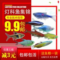 热带小型红绿灯科鱼活体观赏鱼宝莲灯淡水草缸群游斑马孔雀鱼金鱼