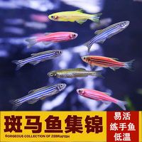 小型热带鱼观赏鱼灯科鱼鱼群游鱼活体鱼红斑马鱼蓝斑马冷水鱼活体