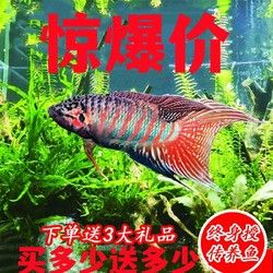 中国斗鱼巨普好养普叉观赏鱼好养耐活冷水鱼淡水鱼苗热带耐养包活