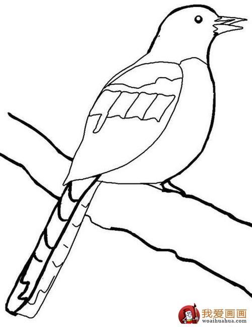 喜鹊简笔画5副儿童简笔画喜鹊图片5