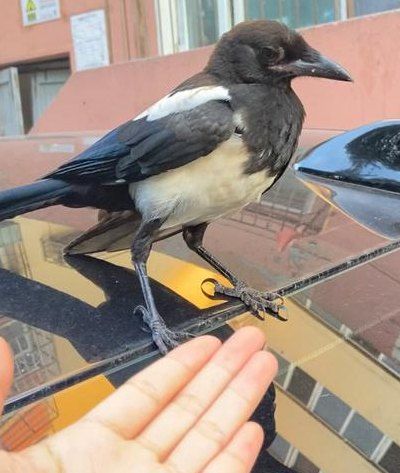为什么不能养喜鹊（为什么不能养喜鹊当宠物）