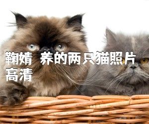 鞠婧祎养的两只猫照片高清