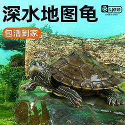 yee 意牌 地图小乌龟宠物观赏龟