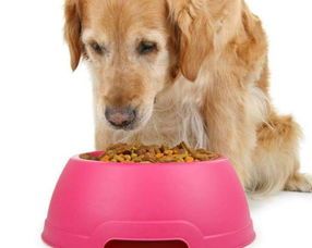 成年大中型犬减肥狗粮，每日喂食量宜适量减少。