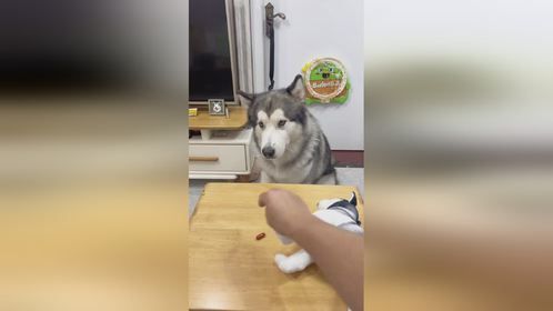 一招解决不吃药的小狗，狗狗的心思都写在脸上了