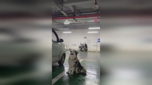 这狗也太敬业了吧～