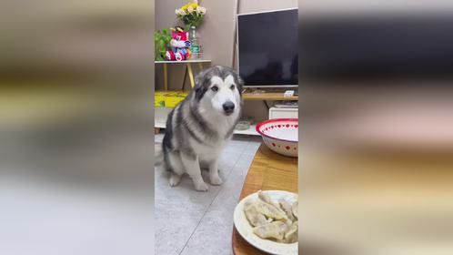 狗子会记我一辈子吧～