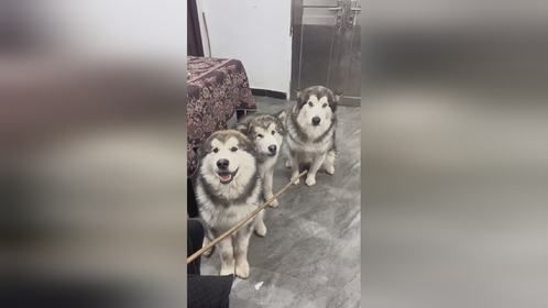 狗都知道护崽～