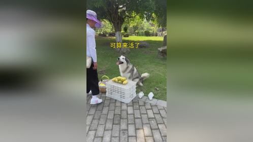 全村最努力的小狗～