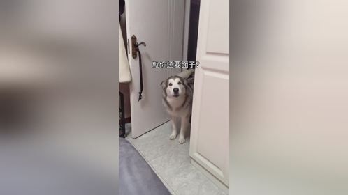 这狗骂人挺难听啊～