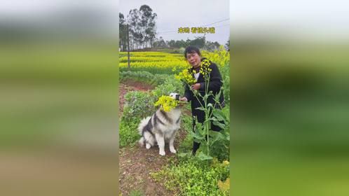 连小狗都跟上油菜花的风了