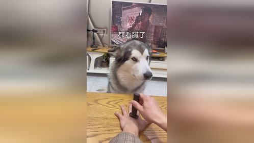 这狗玩不起啊～狗狗的心思都写在脸上了
