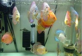燕鱼最爱：揭秘宠物燕鱼的营养食谱！