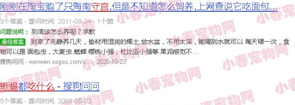 守宫蜥蜴吃什么水果