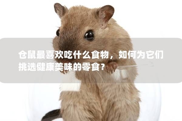 仓鼠最喜欢吃什么食物，如何为它们挑选健康美味的零食？