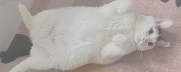 怎样给胖猫减肥，可减少摄入量、选用减肥猫粮等