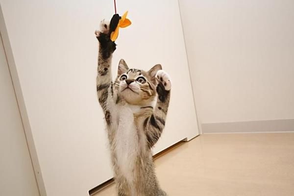 怎样给胖猫减肥，可减少摄入量、选用减肥猫粮等