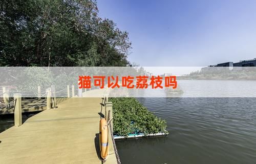 猫可以吃荔枝吗