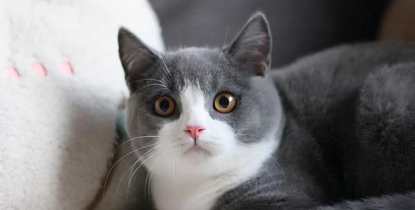 如何让宠物猫（减肥秘籍大揭秘）