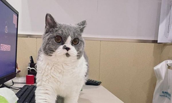 如何让宠物猫（减肥秘籍大揭秘）