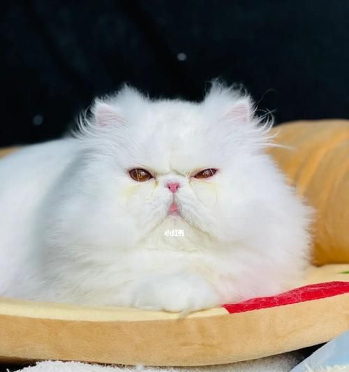 如何让宠物猫（减肥秘籍大揭秘）