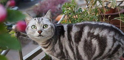 猫猫越来越瘦是怎么回事？可能的原因有哪些？