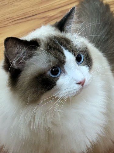猫咪半夜挠门怎么办