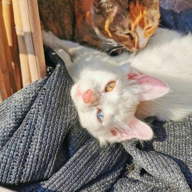 猫猫会自我伤害吗