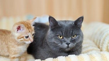 猫咪为什么会打嗝