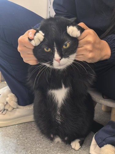 猫咪黑下巴怎么办