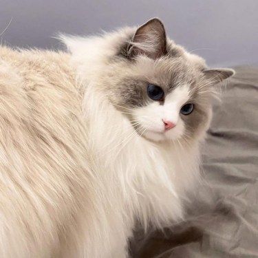 如何预防猫咪牙结石