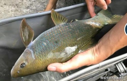 鹦鹉鱼最佳品种选择指南：轻松养出五彩斑斓的宠物水族馆！