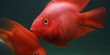 鹦鹉鱼最佳品种选择指南：轻松养出五彩斑斓的宠物水族馆！