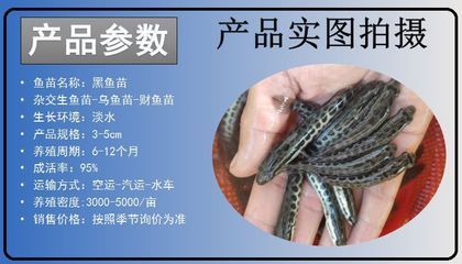 黑鱼苗品种对比选择（如何选择黑鱼苗品种）