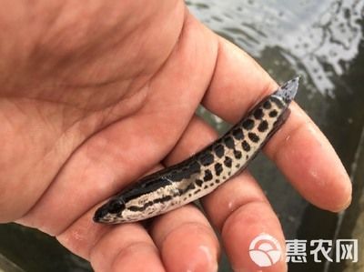 黑鱼苗品种对比选择（如何选择黑鱼苗品种）