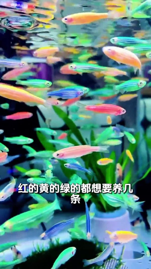 好看又好养,适合新手的 5 大观赏鱼