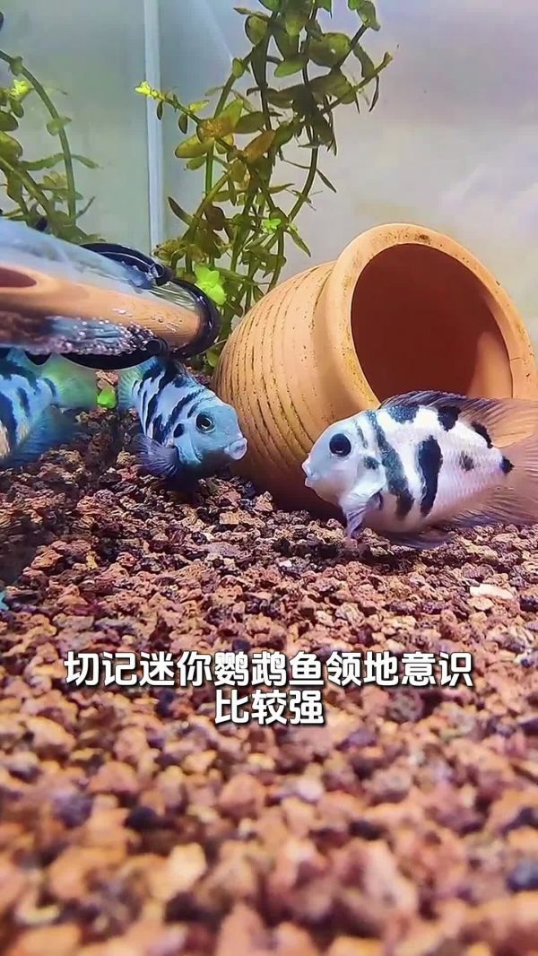 好看又好养,适合新手的 5 大观赏鱼