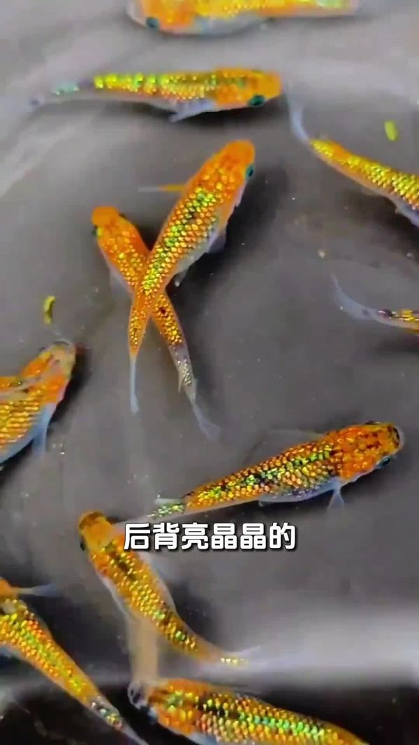 好看又好养,适合新手的 5 大观赏鱼