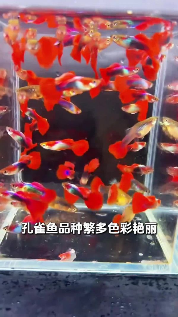 好看又好养,适合新手的 5 大观赏鱼
