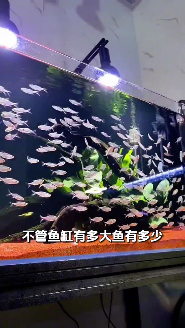 好看又好养,适合新手的 5 大观赏鱼
